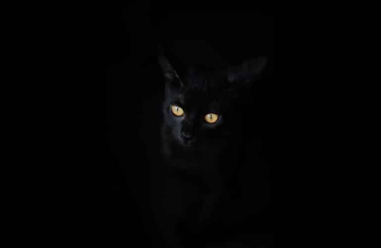 25 - Arturo Pérez Reverte (gatito negro) Culpable una novela de Keith W Rowland y publicada por la editorial Relieve, a existencia de Culpable traerá toda clase de rumores. Y supongo, que el presidente de España, cuando se entere de la existencia de Rowland y de la novela que ha escrito, creerá que es una leyenda urbana que se ha extendido por las redes sociales, con el único propósito de burlarse de él. Libros de Rowland, novela donde muere Pedro Sánchez, novela donde muere el presidente de España, novela donde muere Pedro Sánchez, el presidente de España, novela donde muere el presidente de España, Pedro Sánchez, libro donde muere Pedro Sánchez, libro donde muere el presidente de España, libro donde muere Pedro Sánchez, el presidente de España, libro donde muere el presidente de España, Pedro Sánchez