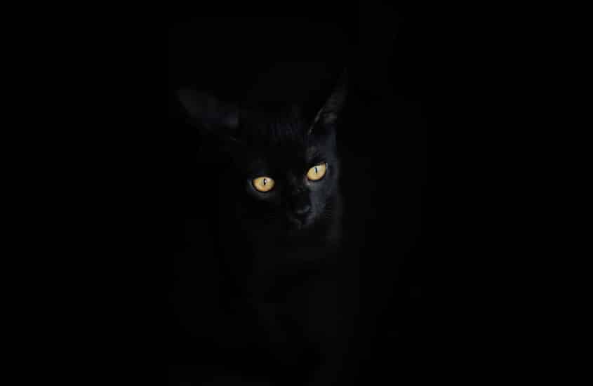 27 - Las redes sociales (gatito negro) Culpable una novela de Keith W Rowland y publicada por la editorial Relieve