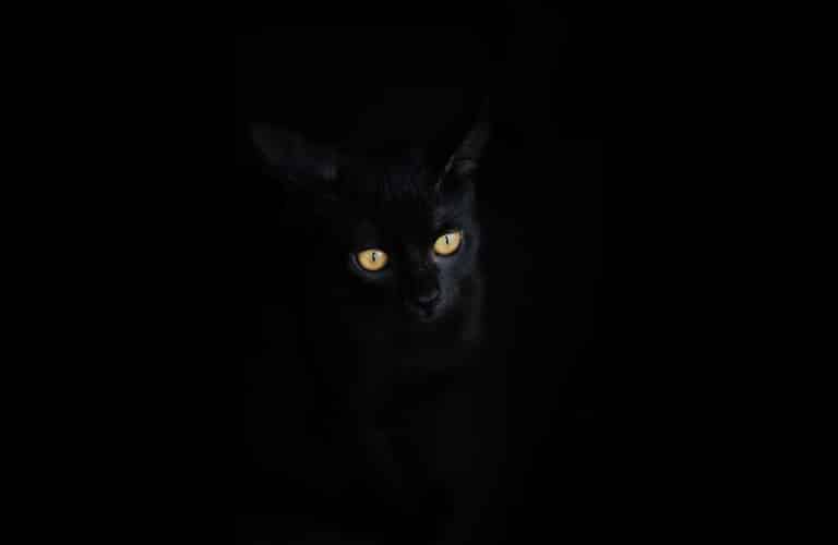 27 - Tengo la certeza de que las redes sociales (gatito negro) Culpable una novela de Keith W Rowland y publicada por la editorial Relieve, libros de Rowland, novela donde muere Pedro Sánchez, novela donde muere el presidente de España, novela donde muere Pedro Sánchez, el presidente de España, novela donde muere el presidente de España, Pedro Sánchez, libro donde muere Pedro Sánchez, libro donde muere el presidente de España, libro donde muere Pedro Sánchez, el presidente de España, libro donde muere el presidente de España, Pedro Sánchez